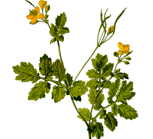 Βότανο για την ανακούφιση από τον πόνο των όρχεων στους άνδρες